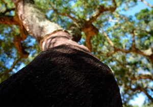 软木的源头即栓皮栎树01-葡萄牙软木协会