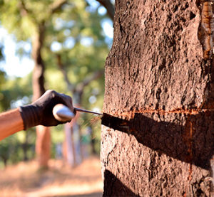 软木的采收第三步-葡萄牙软木协会